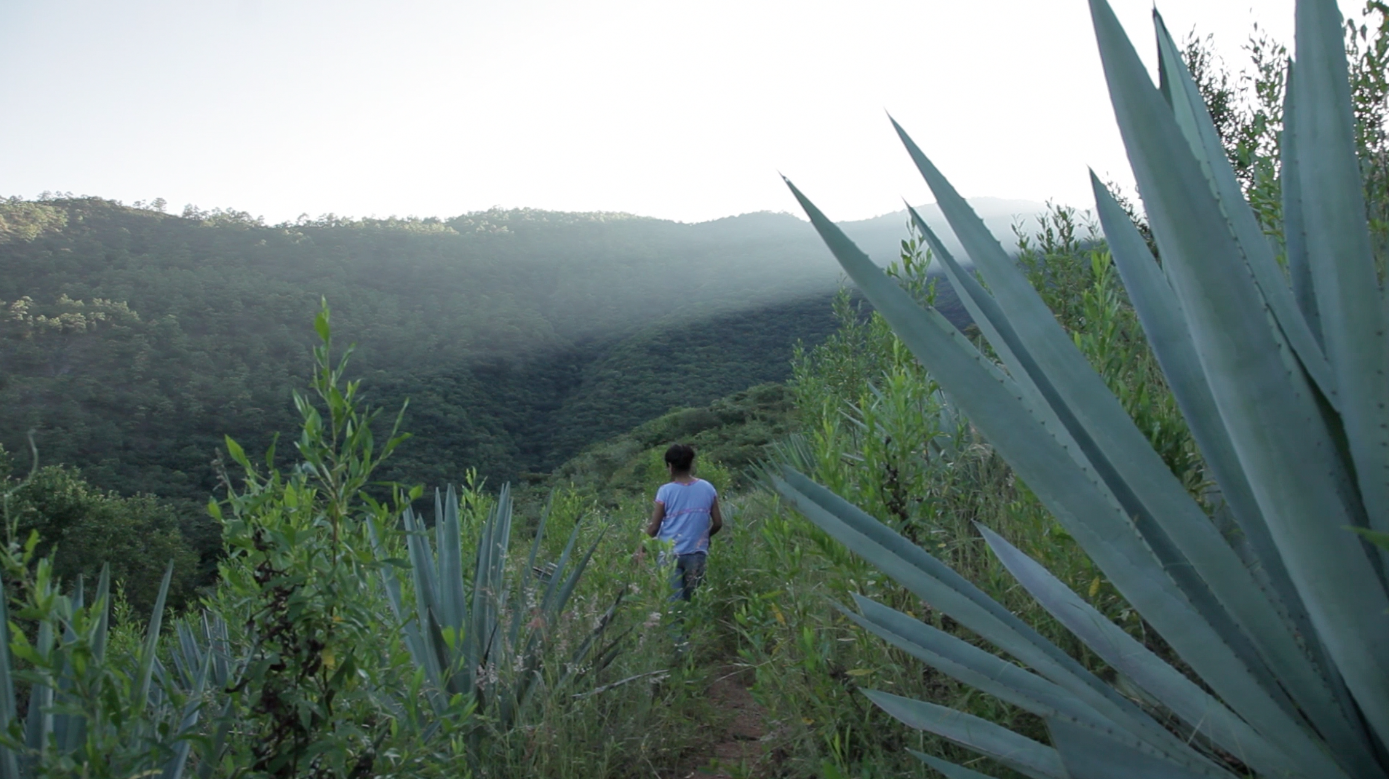 07 Sosima maguey 2