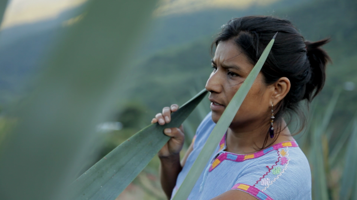 07 Sosima maguey 3