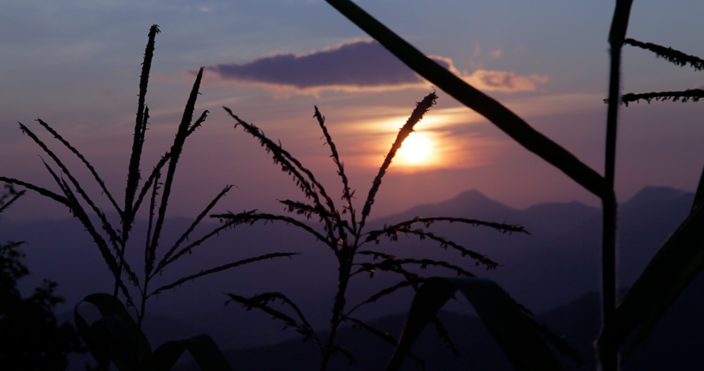 20 Sunset corn