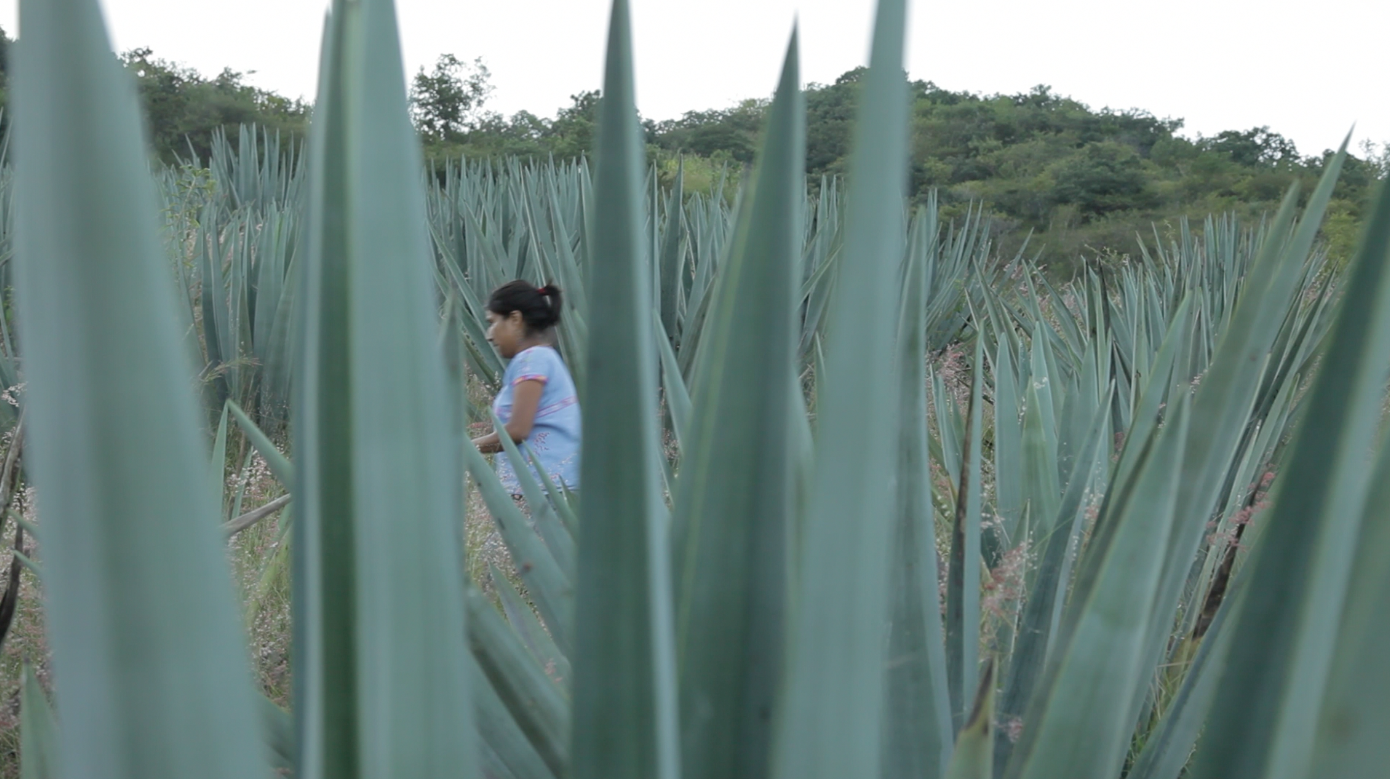 Sosima maguey 2